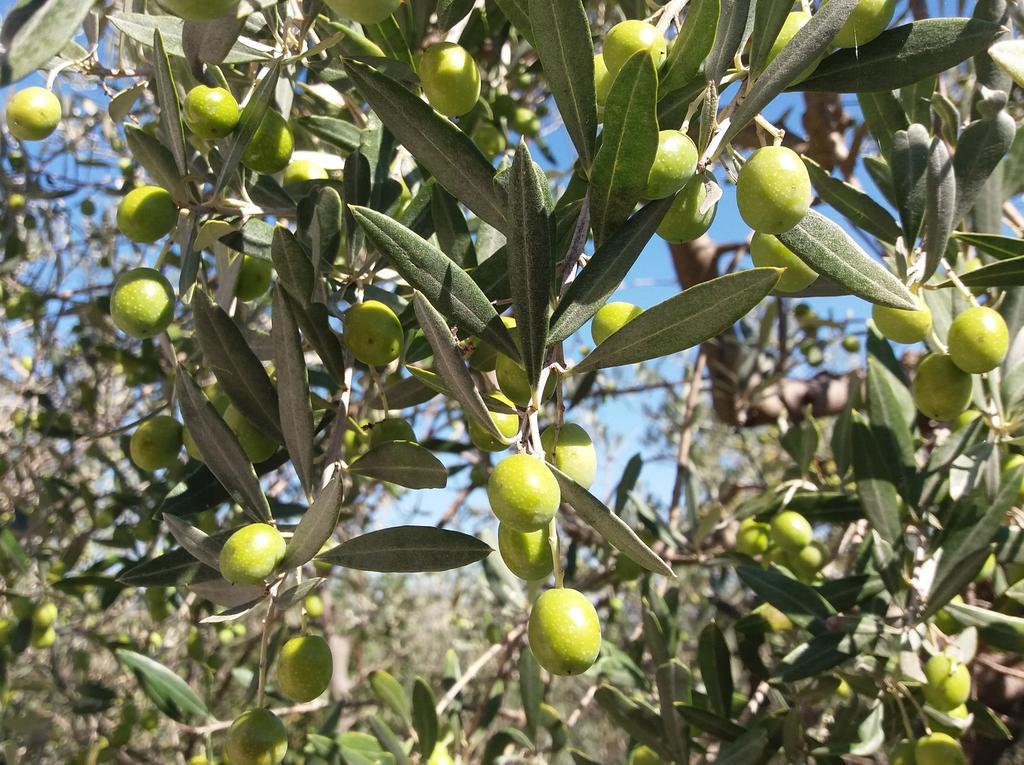 Tenuta Colverano モンテファルコ エクステリア 写真
