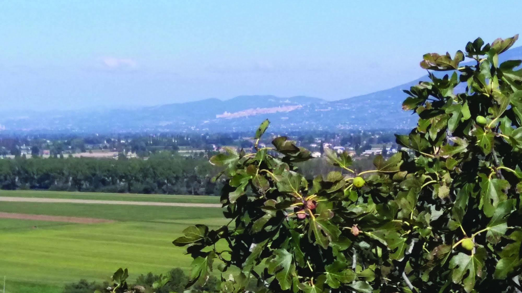 Tenuta Colverano モンテファルコ エクステリア 写真