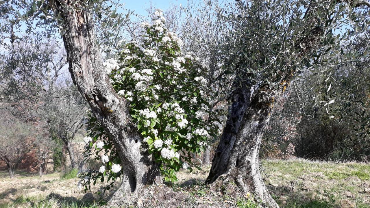 Tenuta Colverano モンテファルコ エクステリア 写真
